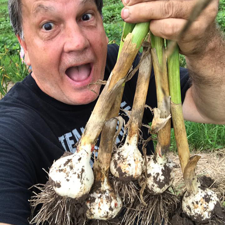 Fresh Garlic Harvested_2018